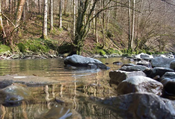 Ειδυλλιακό Τοπίο Ένα Μικρό Ποτάμι Και Δάσος Στη Νότια Γερμανία — Φωτογραφία Αρχείου