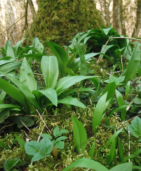 Low Angle Detail Forest Floor Lots Garlic Bears Early Springtime — Stock Photo, Image