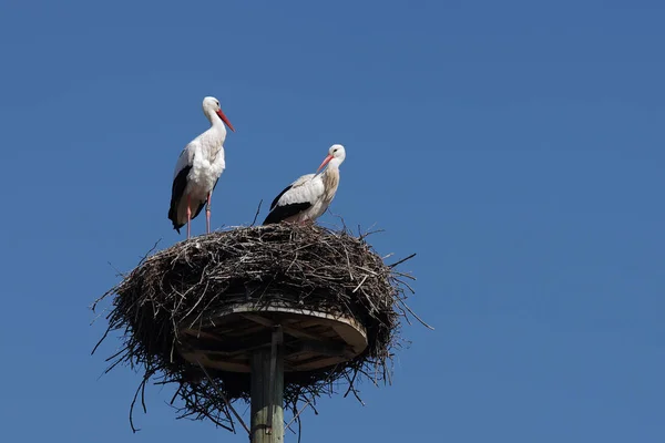 White Stork Couple — ストック写真