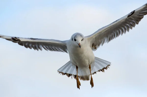 Scenic View Beautiful Cute Gull Bird — Stock Photo, Image