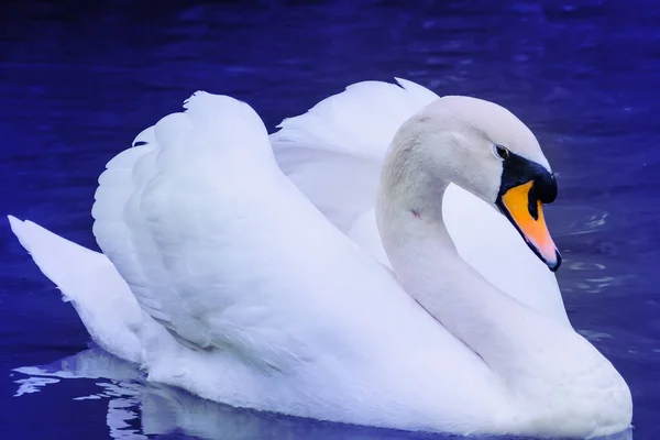 White Swan Swims Pond — Stock Photo, Image