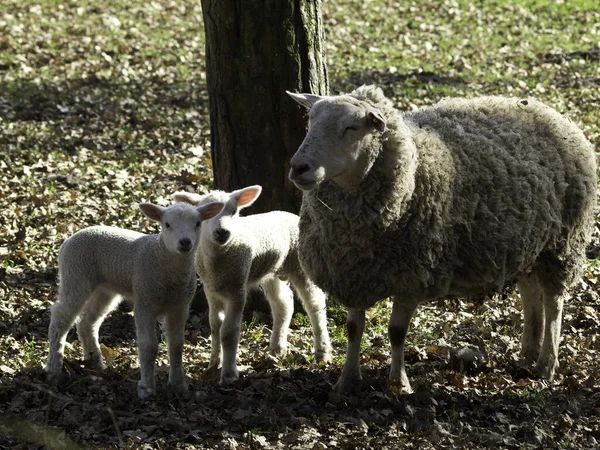 Вівці Баранина Тваринна Худоба — стокове фото