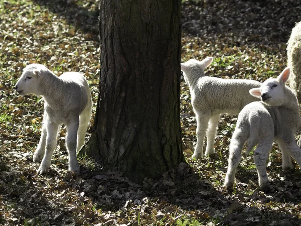 Visione Panoramica Dell Agricoltura Attenzione Selettiva — Foto Stock