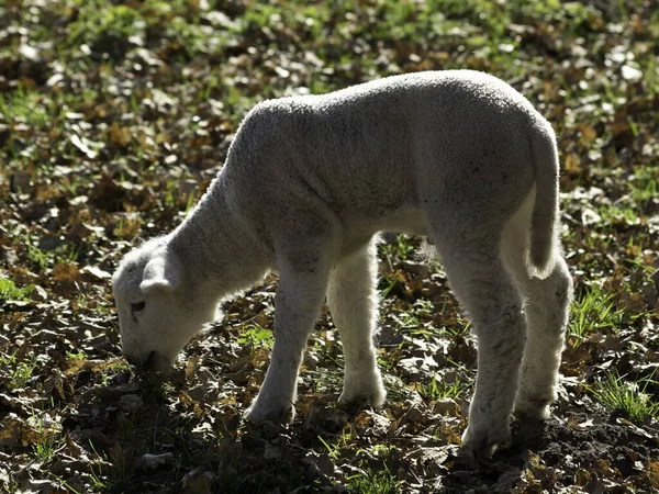 Detailní Záběr Zvířat Zoologické Zahradě — Stock fotografie