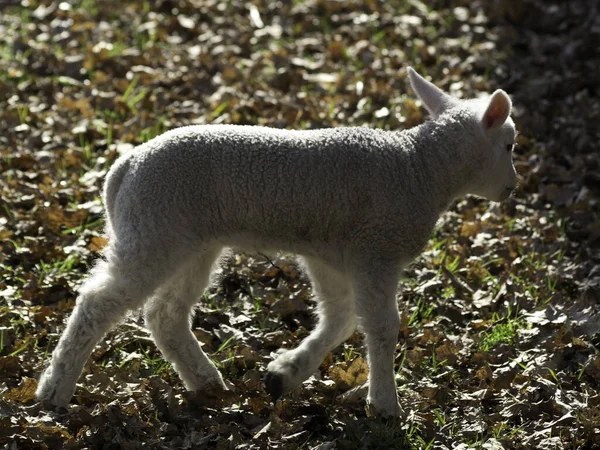 Får Lamm Djur Djur — Stockfoto