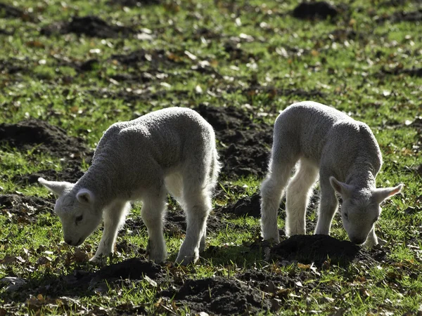 Domestic Sheep Pasture — Stock Photo, Image