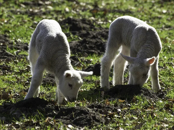 Sheep Lamb Animal Livestock — Stock Photo, Image