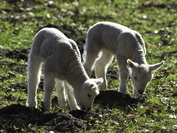 Får Lamm Djur Djur — Stockfoto