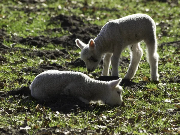 Sheep Lamb Animal Livestock — Stock Photo, Image
