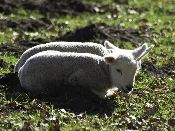 Naturskön Syn Jordbruket Selektiv Inriktning — Stockfoto