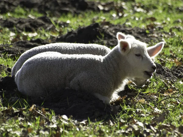 羊や子羊の家畜 — ストック写真
