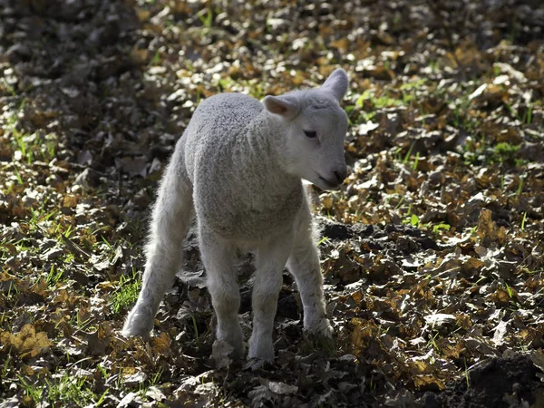 Owce Jagnięcina Zwierzęta Gospodarskie — Zdjęcie stockowe