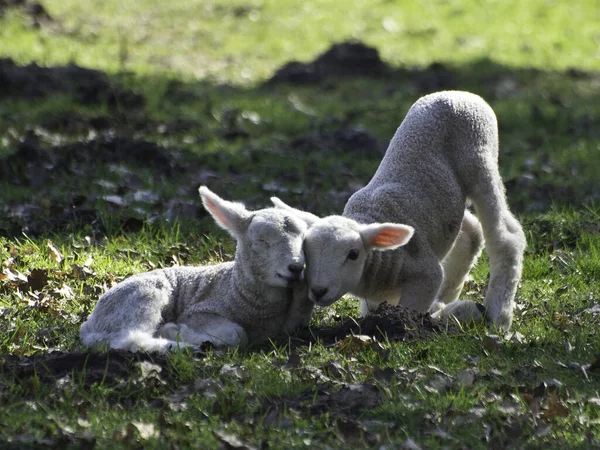 Landschaftlicher Blick Auf Die Landwirtschaft Selektiver Fokus — Stockfoto