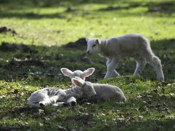 Sheep Lamb Animal Livestock — Stock Photo, Image