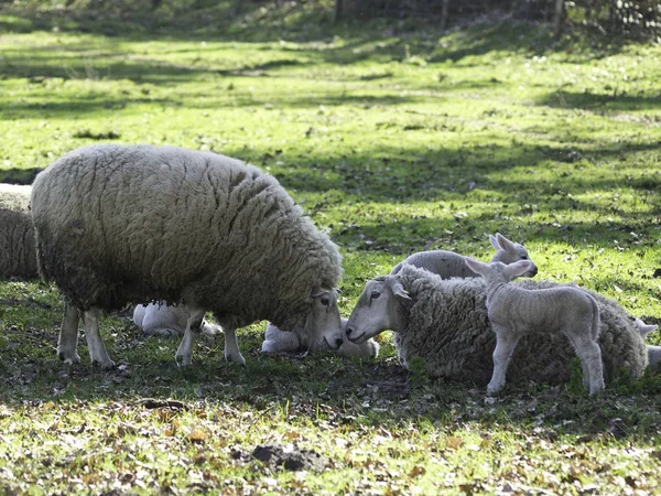 Moutons Domestiques Sur Pâturage — Photo