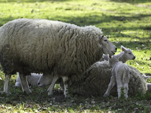 Landschaftlicher Blick Auf Die Landwirtschaft Selektiver Fokus — Stockfoto