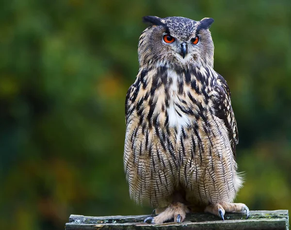 closeup view of eagle owl at wild nature