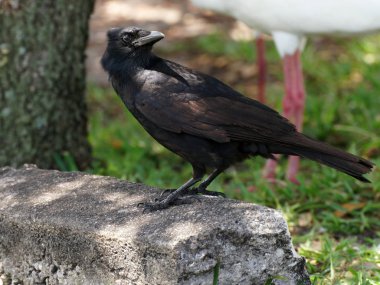 American Crow looking behind itself over its shoulder clipart