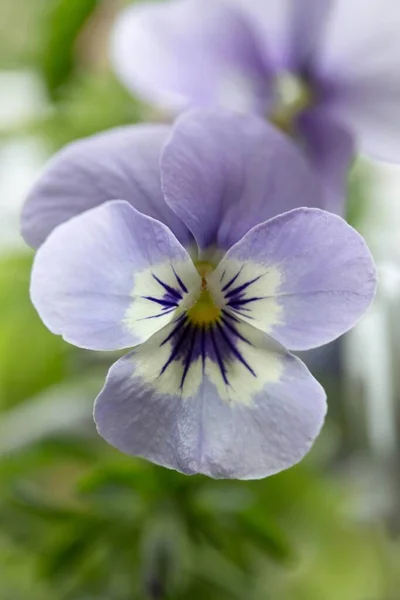 Bela Pansy Flores Jardim Flora Flores — Fotografia de Stock