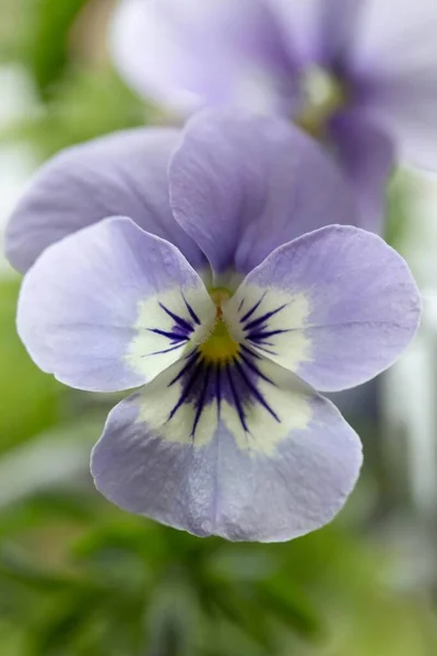 Bela Pansy Flores Jardim Flora Flores — Fotografia de Stock