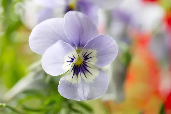 美しいパンジーの花 庭の花の植物 — ストック写真