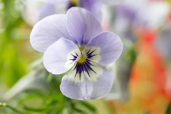 Beautiful Pansy Flowers Garden Flower Flora — Stock Photo, Image