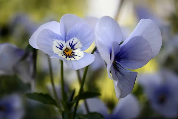 Belles Fleurs Pansy Flore Fleurs Jardin — Photo