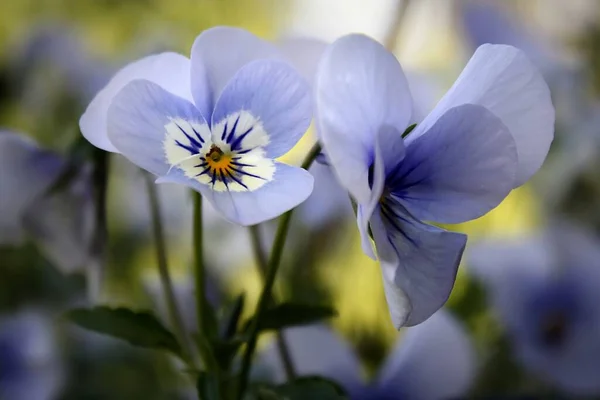 Belles Fleurs Pansy Flore Fleurs Jardin — Photo