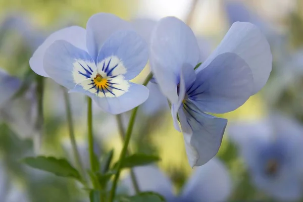 Bela Pansy Flores Jardim Flora Flores — Fotografia de Stock