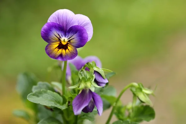 美しいパンジーの花 庭の花の植物 — ストック写真