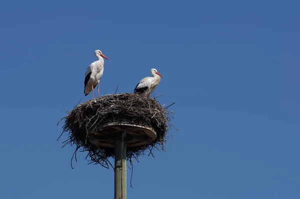 Vacker Utsikt Över Vit Stork Vild Natur — Stockfoto