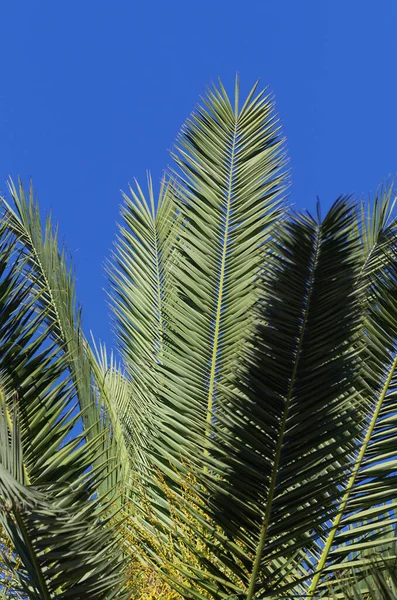 青い空に対するヤシの木の写真 — ストック写真