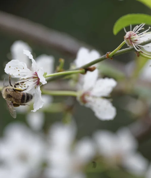 Μέλισσα Στην Κορυφή Ένα Λουλούδι Έναν Κήπο Στην Spezia — Φωτογραφία Αρχείου
