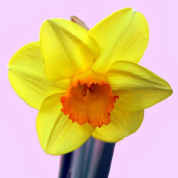 Tavaszi Virágok Szirmok Nárcisz Nárcisz — Stock Fotó