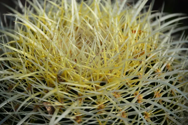 Planta Cacto Planta Botânica Com Espinhos — Fotografia de Stock