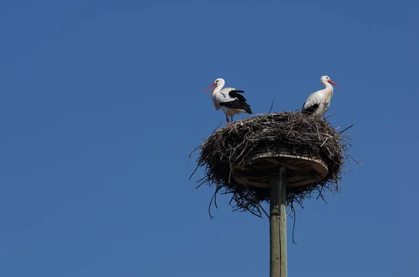 White Stork Couple — Φωτογραφία Αρχείου