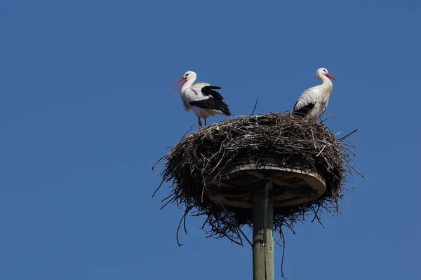 White Stork Couple — Stockfoto