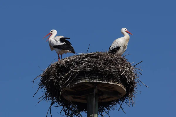 White Stork Couple —  Fotos de Stock