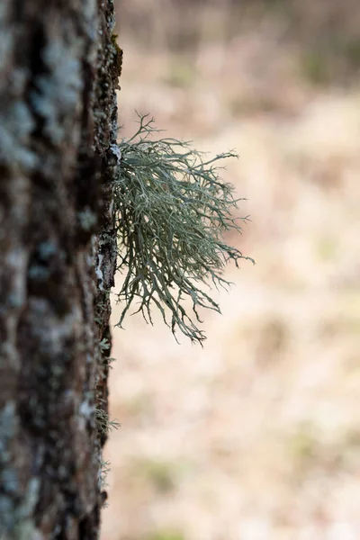 Barba Lichen Colgando Árbol — Foto de Stock