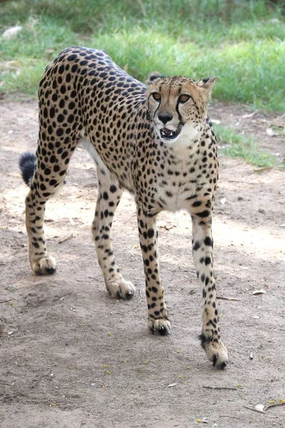 Chat Sauvage Guépard Avec Fourrure Tachetée Longues Jambes — Photo