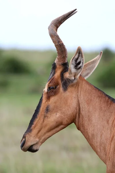 Portrait Red Hartebeest Antelope Uniquely Shaped Horns — Stock Photo, Image