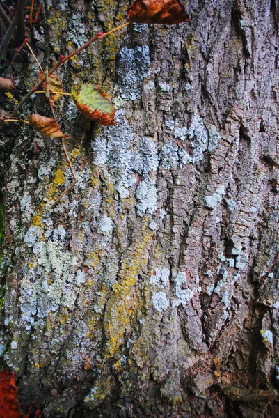 Trädstam Struktur Bark Yta — Stockfoto