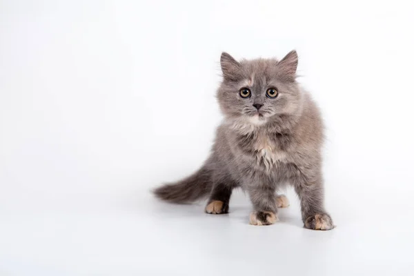 Gato Escocés Pura Raza Gris Sobre Fondo Blanco — Foto de Stock