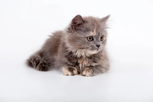 Grey Scottish Purebred Cat White Background — Stock Photo, Image
