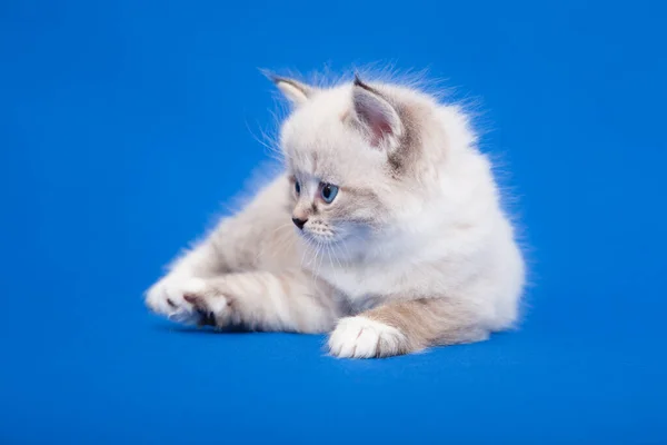 Siberisch Bos Kitten Blauwe Achtergrond — Stockfoto