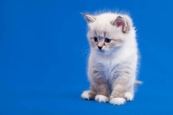 シベリアの森子猫青の背景 — ストック写真