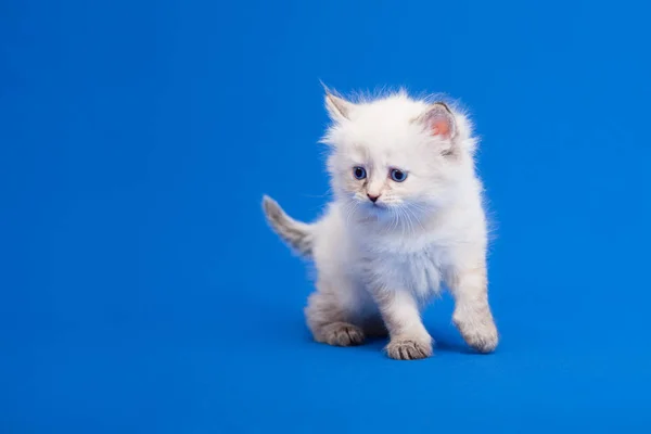 Siberian Forest Kitten Blue Background — Stock Photo, Image