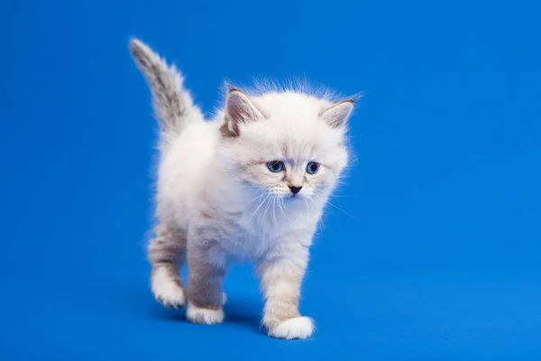 Siberian Floresta Gatinho Fundo Azul — Fotografia de Stock