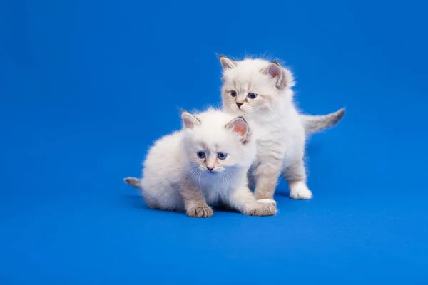Two Siberian Forest Kittens Blue Background — Stock fotografie