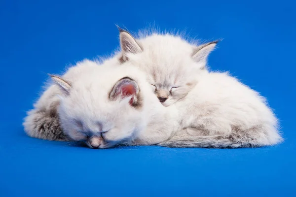 Two Siberian Forest Kittens Sleeping Blue Background — Stock Photo, Image